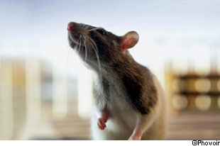 Les tests sur les souris permettent d'aider à trouver de nouveaux traitements. © Phovoir