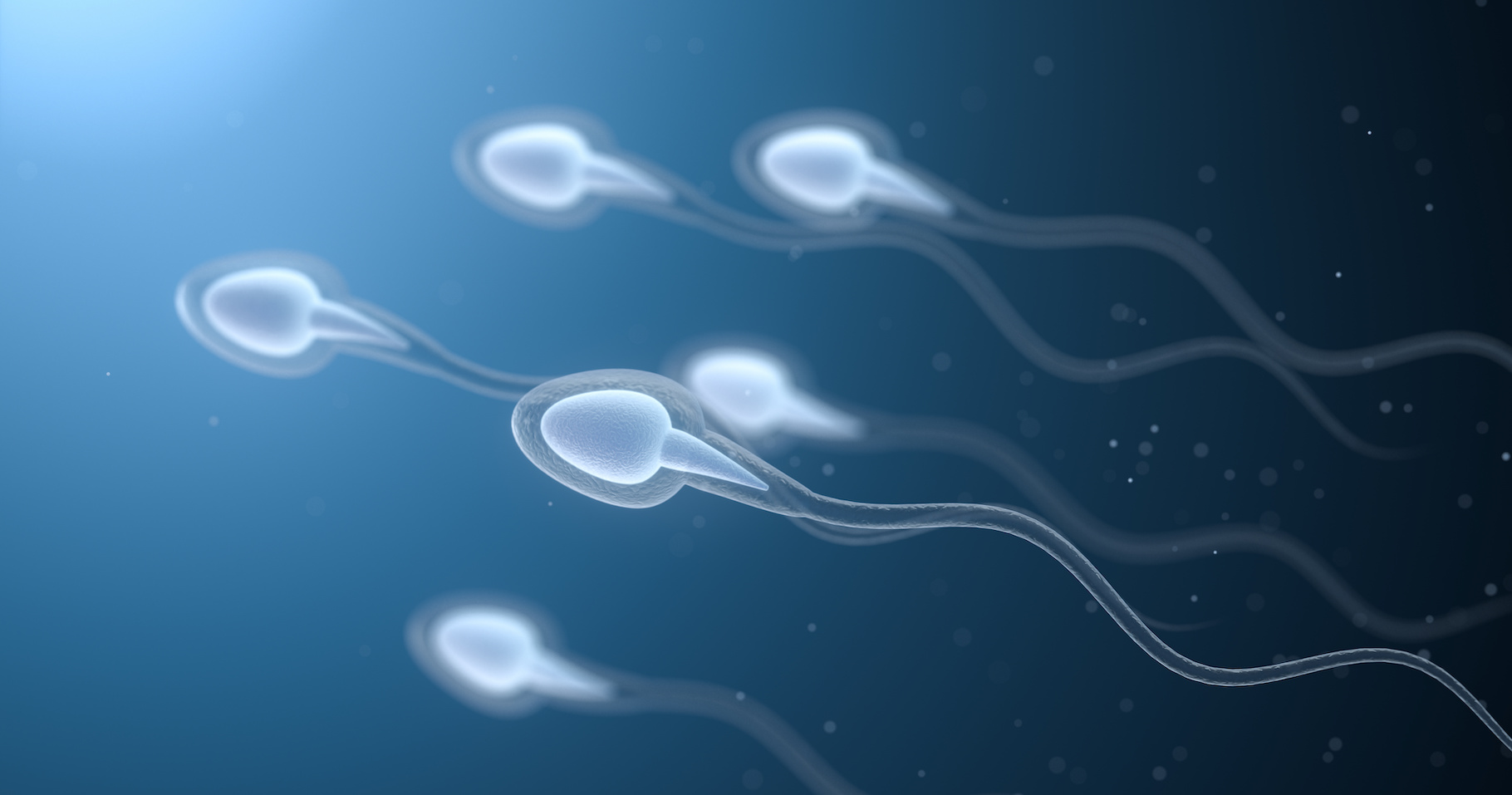 Des chercheurs de l’université de Kyoto (Japon) suggèrent que, pour se déplacer dans leur environnement visqueux, les spermatozoïdes enfreignent la troisième loi de la dynamique de Newton. © Vinck Fan, Adobe Stock
