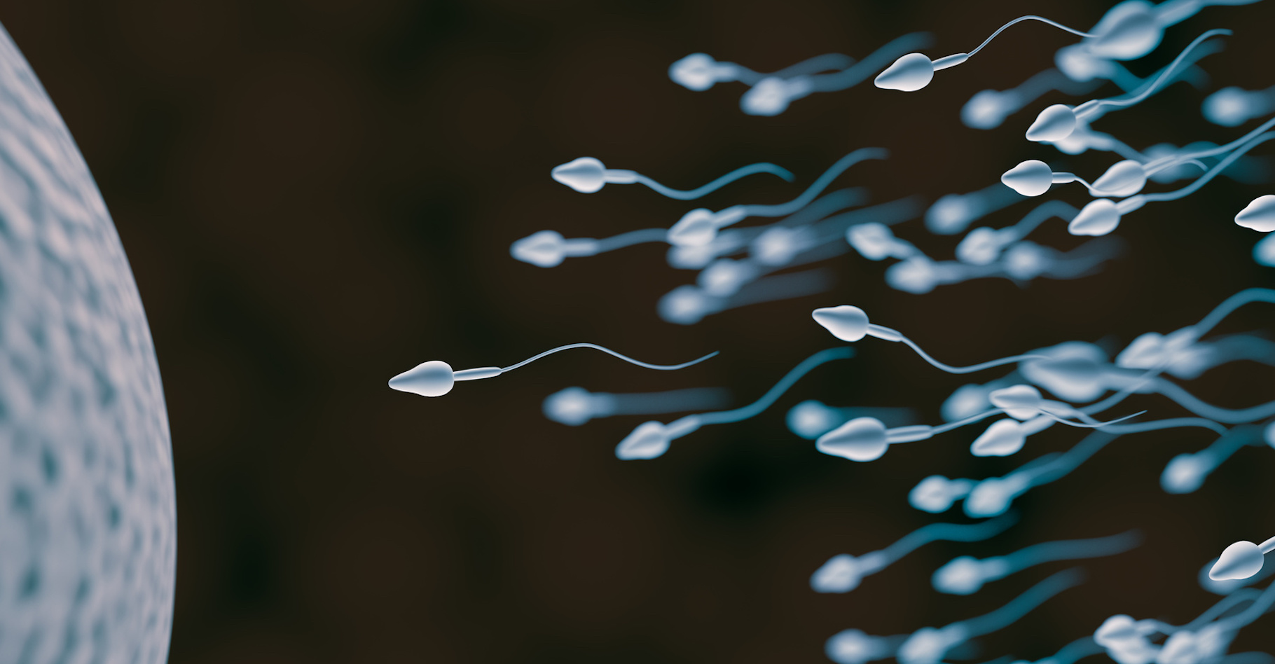 Des chercheurs britanniques ont observé sur les spermatozoïdes humains, des queues renforcées qui semblent être la clé de leur déplacement dans l’appareil génital féminin. © vchalup, Fotolia