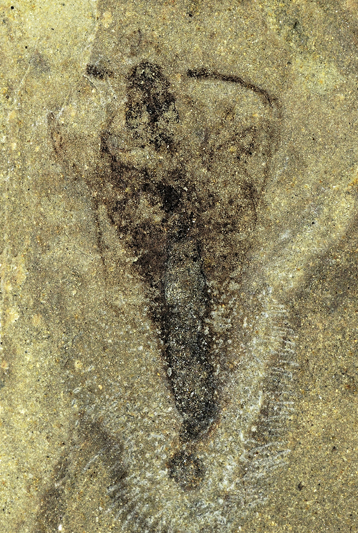 Strudiella est le plus vieux fossile complet d'insecte jamais retrouvé. Il est dépassé par un spécimen bien plus ancien (-411 Ma) retrouvé en Écosse. Mais on ne possède de lui que ses pièces buccales. © Romain Garrouste