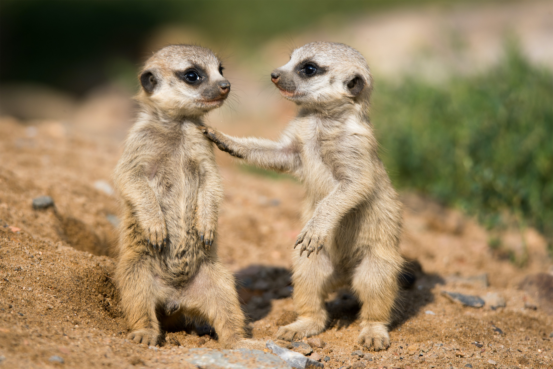 Pendant le confinement, privés de visiteurs humains, les suricates de nos zoos se sont montrés moins actifs et moins amicaux les uns envers les autres. © Cloudtail, Adobe Stock