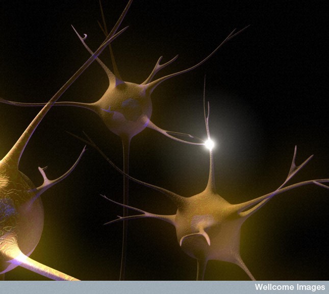 Les synapses sont les connexions nerveuses entre les neurones, et nous sont indispensables. Malheureusement, elles disparaissent&nbsp;progressivement dans la maladie d'Alzheimer, contribuant à l'accélération du déclin cognitif. La faute aux oligomères de bêta-amyloïdes.&nbsp;© Emily Evans, Wellcome Images, Flickr, cc by nc nd 2.0