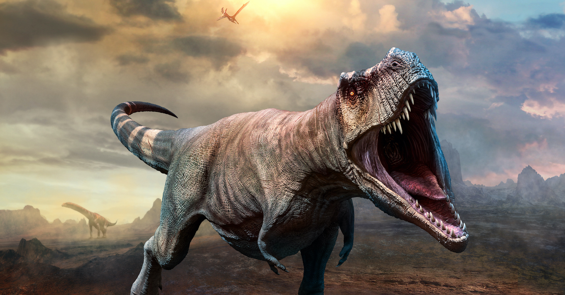 Des chercheurs l’université de l’État de l’Oklahoma (États-Unis) mettent fin au mythe du Nanotyrannus. Les fossiles retrouvés n’étaient autres que ceux de jeunes Tyrannosaurus rex. © warpaintcobra, Adobe Stock