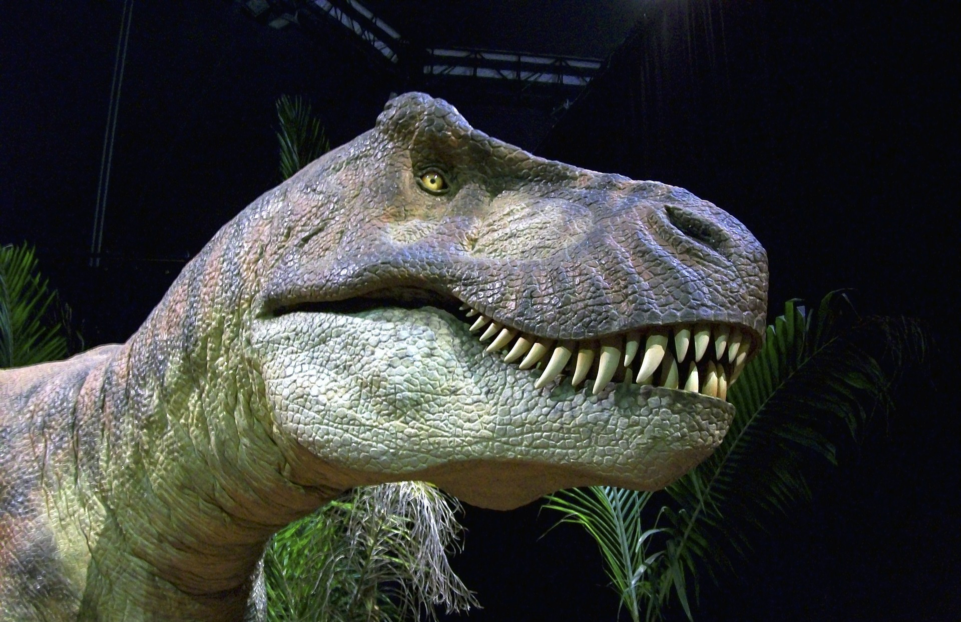 Selon des chercheurs britanniques, et contrairement à ce qui était communément admis, la morphologie du T-Rex ne lui aurait pas permis de courir à plus de 20 km/h. © jim5, Pixabay, DP