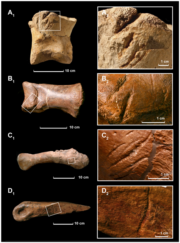 Fragments d'os de T-Rex montrant des traces de morsures d'un autre T-Rex. © Nicholas Longrich-mYale University