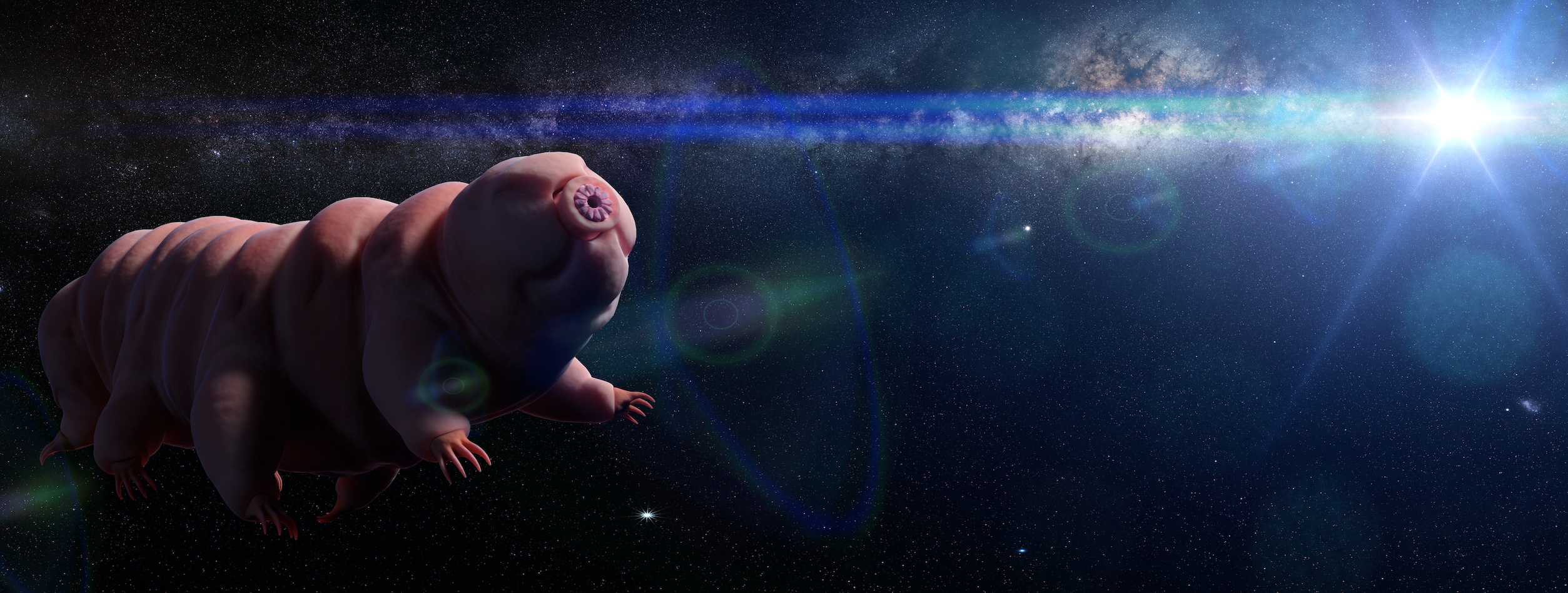 Des tardigrades seront-ils les premiers êtres vivants issus de la Terre à quitter le Système solaire. © dottedyeti, Adobe Stock