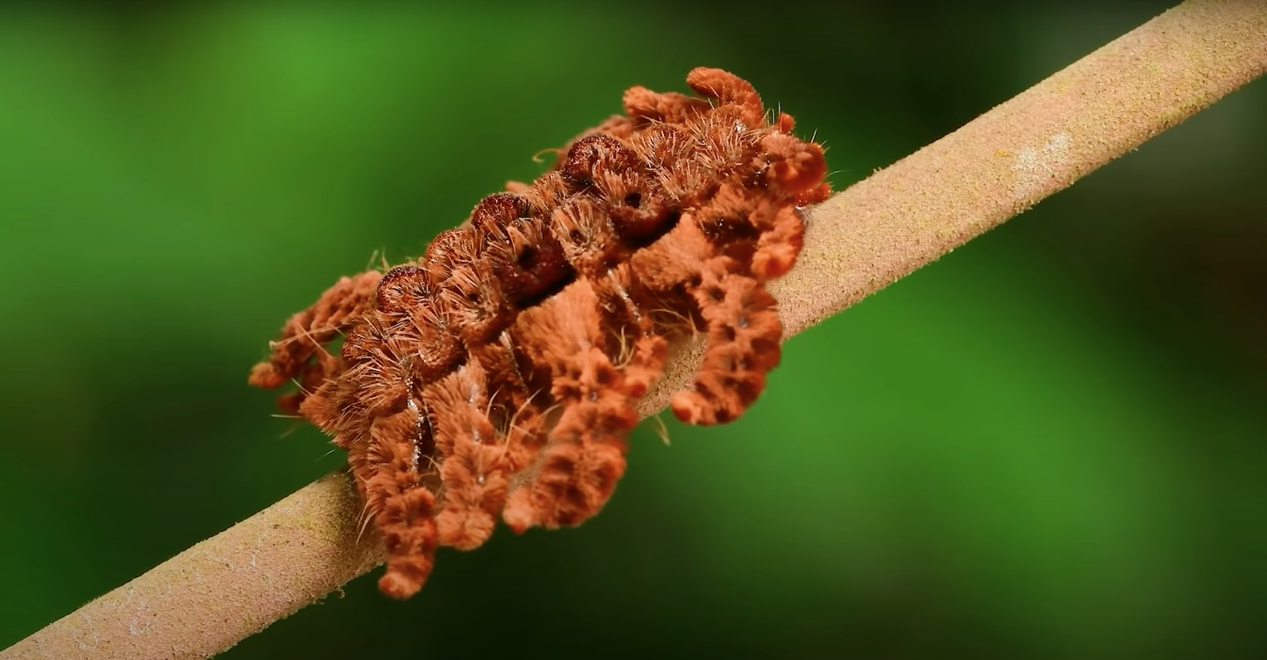 Surprise dans la forêt amazonienne, cette drôle de chenille ressemble à s’y méprendre à une tarentule. © David Weiller