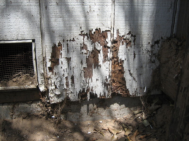 Les termites se nourrissent du bois et peuvent causer de terribles dommages. Ces insectes se développent plutôt en milieu tropical, mais leur répartition urbaine en Europe et en France s'est élargie. Ils sont aujourd'hui installés dans de nombreuses villes françaises, notamment dans le nord de la Loire. © Alton, Wikipédia, cc GNU
