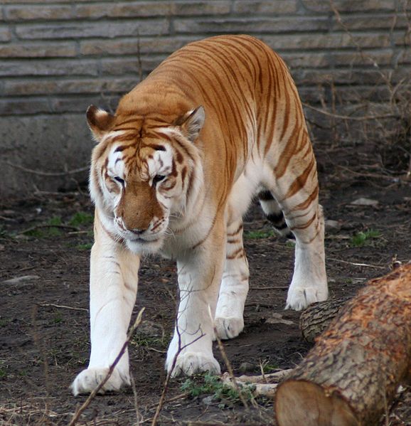 Le tigre doré, ou golden tiger, a un pelage blanc avec des traces rousses formant des sortes de rayures. Ce pelage bien spécifique est dû à un allèle récessif. © Dave Pape, DP