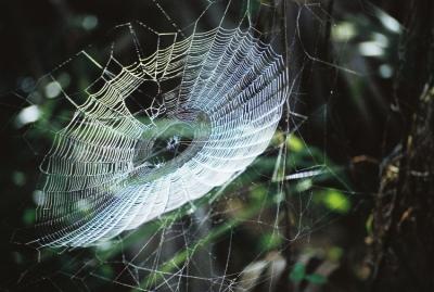 À poids égal, certaines toiles d’araignées peuvent être jusqu’à cinq fois plus résistantes qu’une corde de piano. © Randolph Femmer, National Biological Information Infrastructure