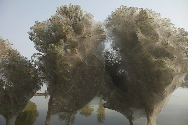 On en a parlé en 2011 : voici des arbres couverts de toiles d'araignée au Pakistan. Ces œuvres d'aranéides mesurent parfois plusieurs mètres de diamètre. © DFID, Flickr, CC by 2.0