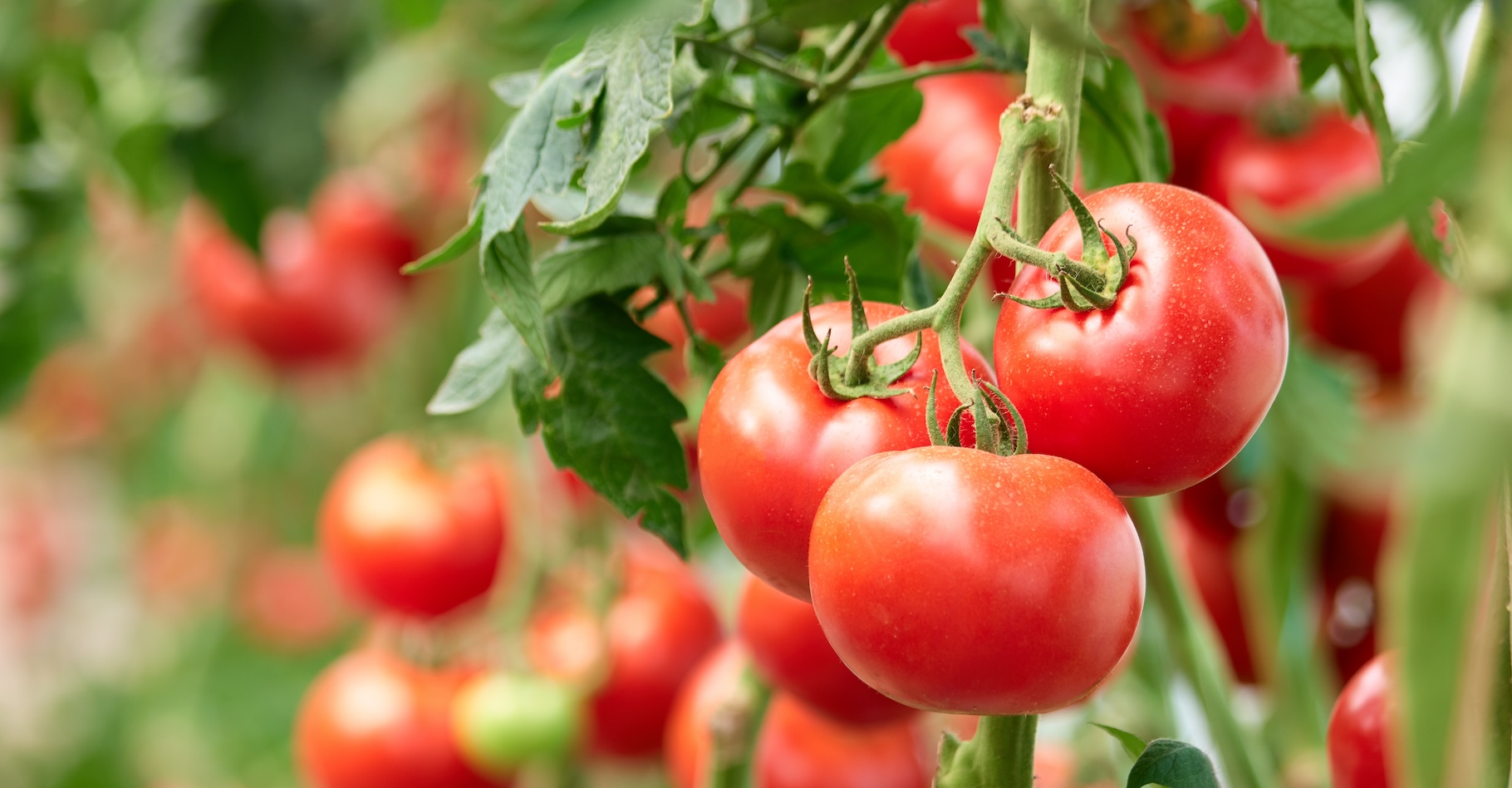 Des chercheurs de l’université de l’Illinois (États-Unis) ont observé des comportements étranges chez différents plants de tomates. Ils semblent peiner à distinguer amis et ennemis. © DenisProduction.com, Adobe Stock