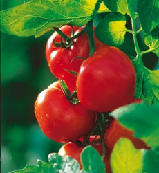 Un gène qui détermine la forme des tomates