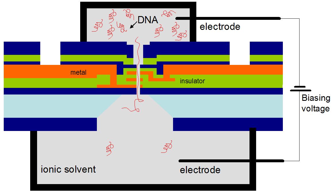 Schéma de principe du transistor à ADN. © IBM