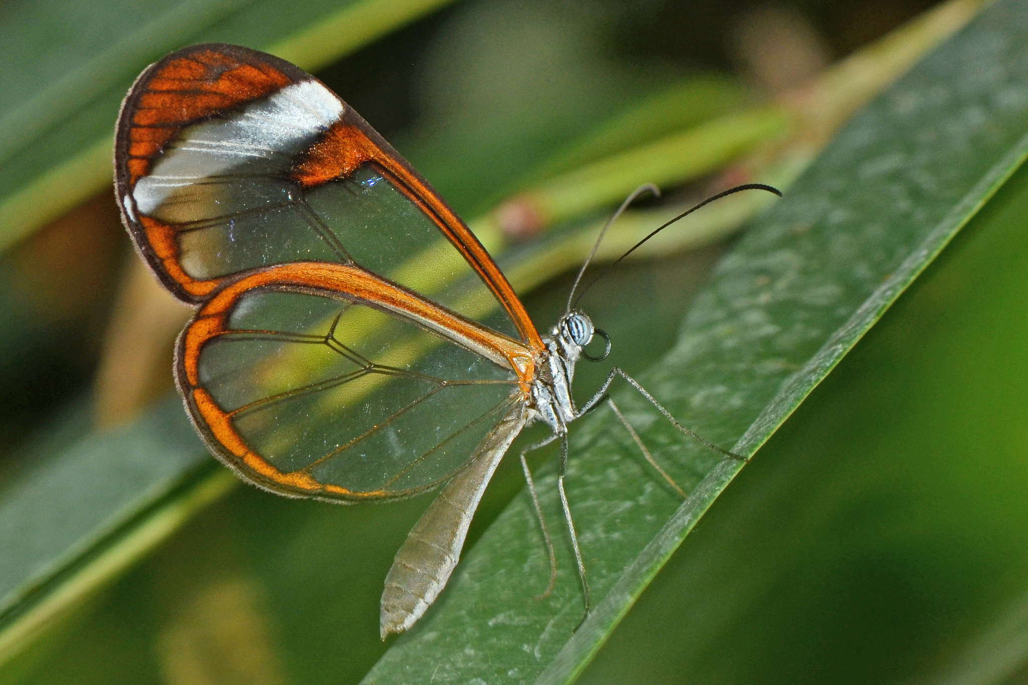 Le Greta Oto est un papillon dont les ailes sont transparentes aux longueurs d’onde du visible. © Alias 0591, Flickr, CC by 2.0
