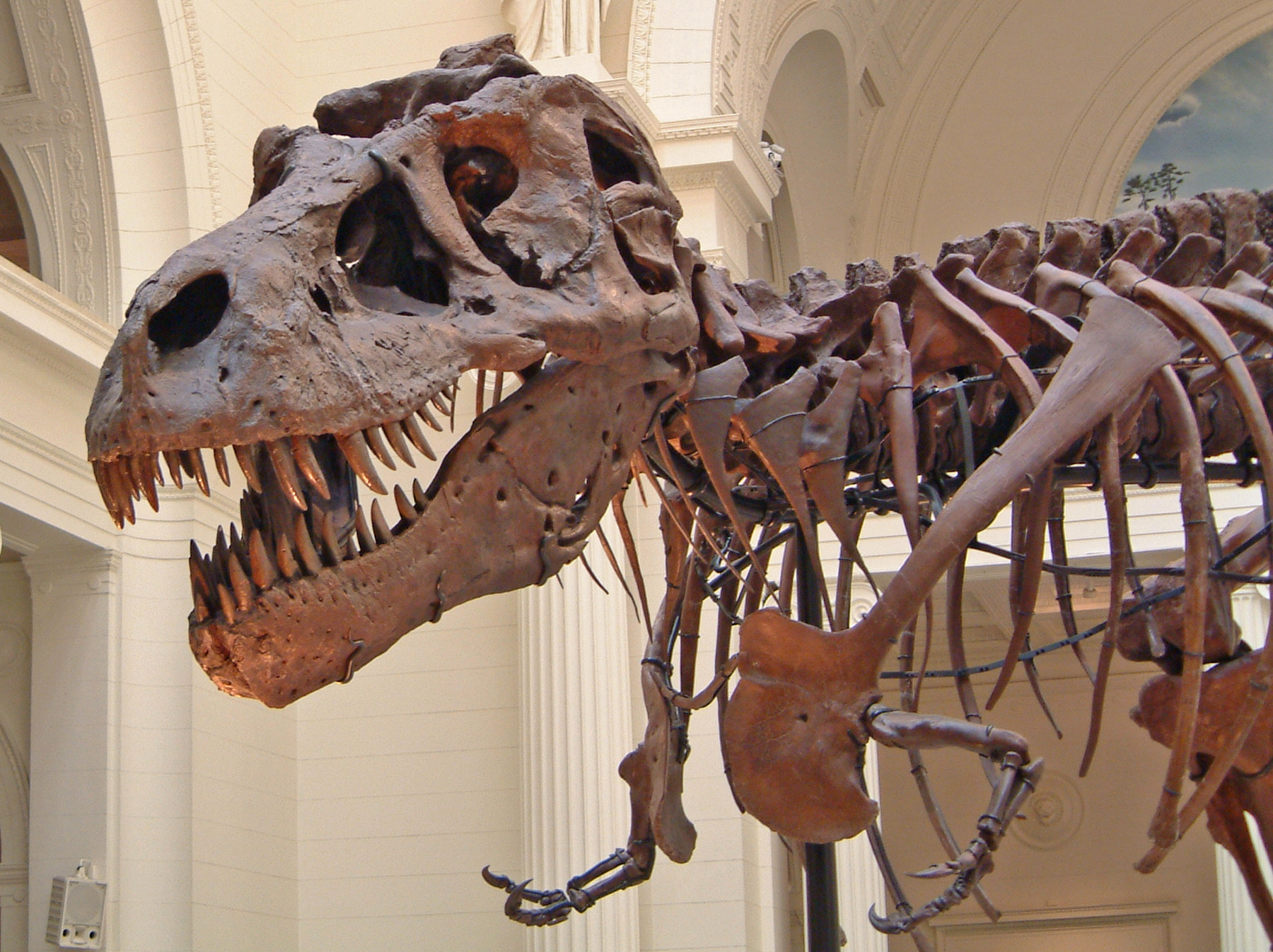 Un squelette de T-Rex visible au Field Museum of Natural History, à Chicago, États-Unis. © Terence Faircloth, Flickr, CC by-nc-nd 2.0