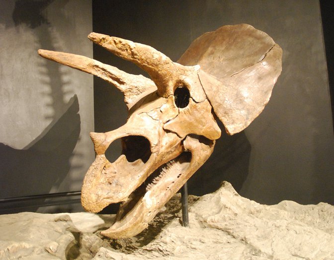 Une corne de triceratops a été découverte dans le Nevada prouvant que cette espèce était bien présente juste avant l'impact avec une météorite il y a 65 millions d'années. &copy; jjsala, Flickr, CC by-sa 2.0