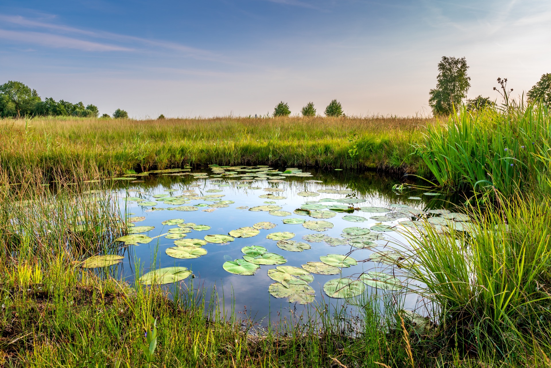 Entre 16 et 23 % des zones humides ont disparu dans le monde depuis 1700. © JasperSuijten, Adobe Stock