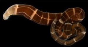 Ici, Tubulanus sexlineatus régénérant sa tête, en couleurs plus claires à gauche. Mais c’est Lineus sanguineus qui apparaît comme le champion de la régénération. Il est en effet capable de recréer un corps entier et sa tête à partir de seulement un deux cent millième (soit 0,0005 %) d’un individu. © Terra C. Hiebert, Université du Maryland