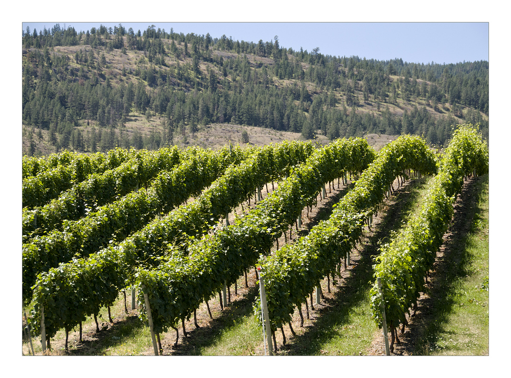 En 2006, 2,1 % des zones cultivées françaises étaient consacrées à la culture de la vigne. La France est le premier producteur mondial de vin devant l'Italie et l'Espagne. © Claude Robillard, Flickr, cc by 2.0