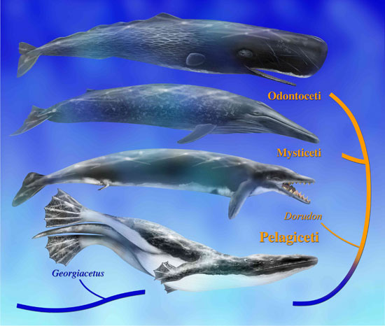 Une partie de l'évolution des baleines, de Georgiacetus à Odontoceti. Crédit : The University of Alabama