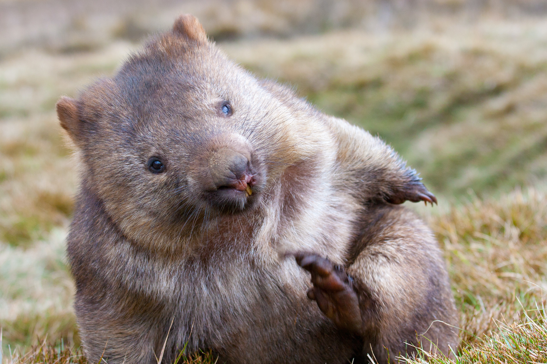 Les wombats sont des marsupiaux étonnants. Ils font des crottes cubiques. Et maintenant qu’ils ont compris comment, les chercheurs envisagent de s’en inspirer. © Baltazar, Adobe Stock