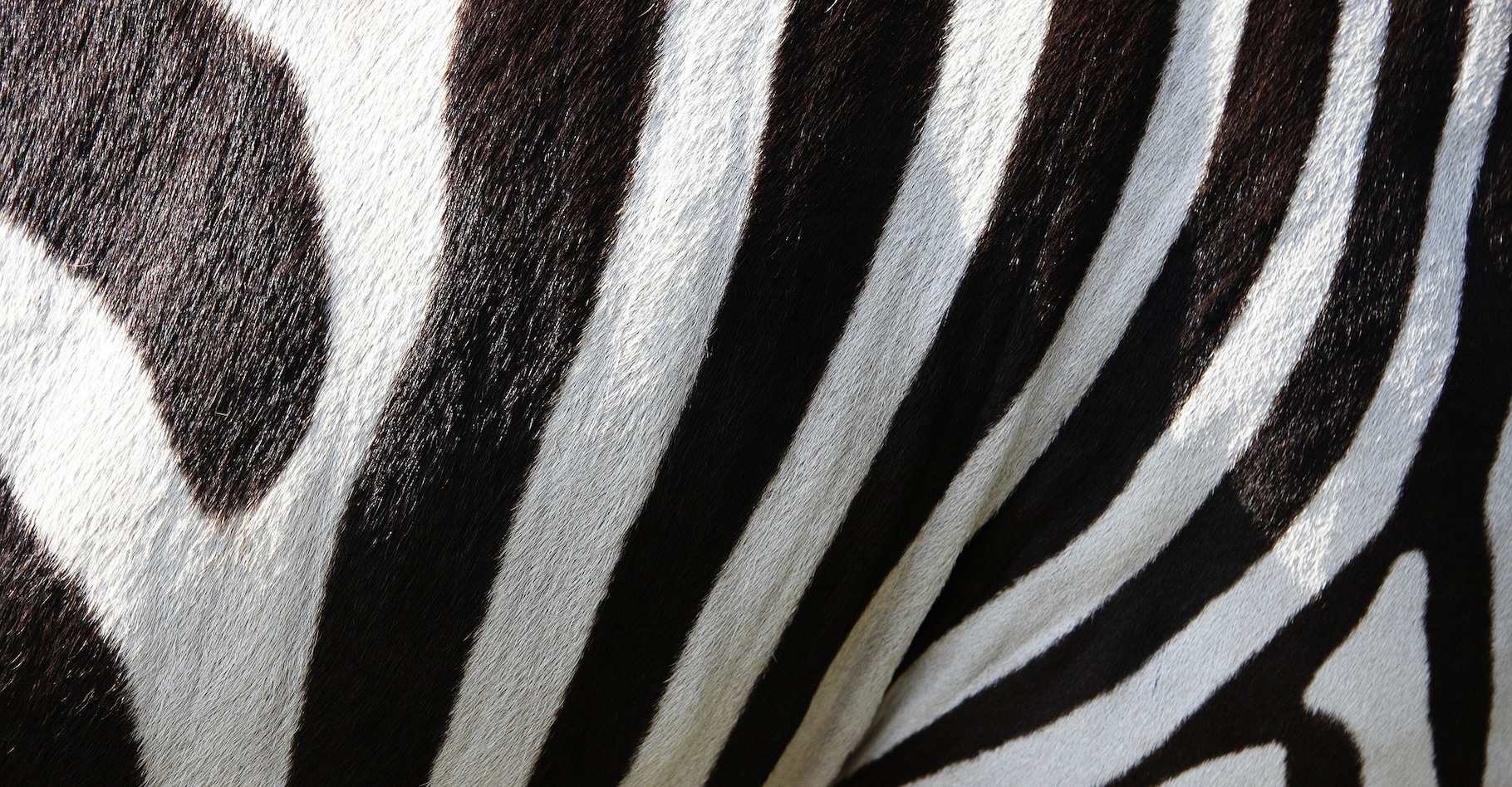 Une étude montre que les peintures corporelles inspirées du pelage du zèbre protègent les populations des piqûres de taons. © Kalahari, Pixabay, CC0 Creative Commons