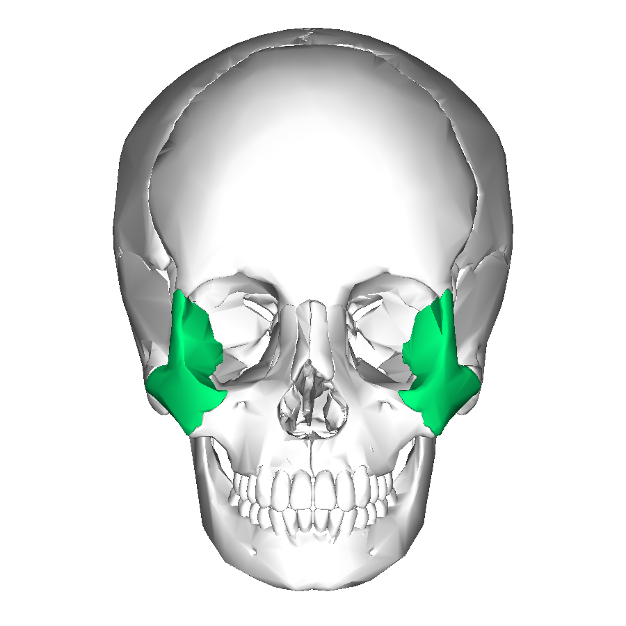 L’os zygomatique fait partie du massif facial. © en:Anatomography, Wikimedia Commons, CC by-sa 2.1