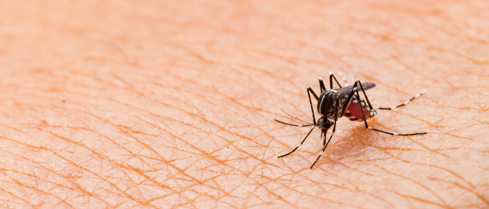 Pourquoi les moustiques sont-ils attirés par la peau des humains ? © frank29052515, Adobe Stock