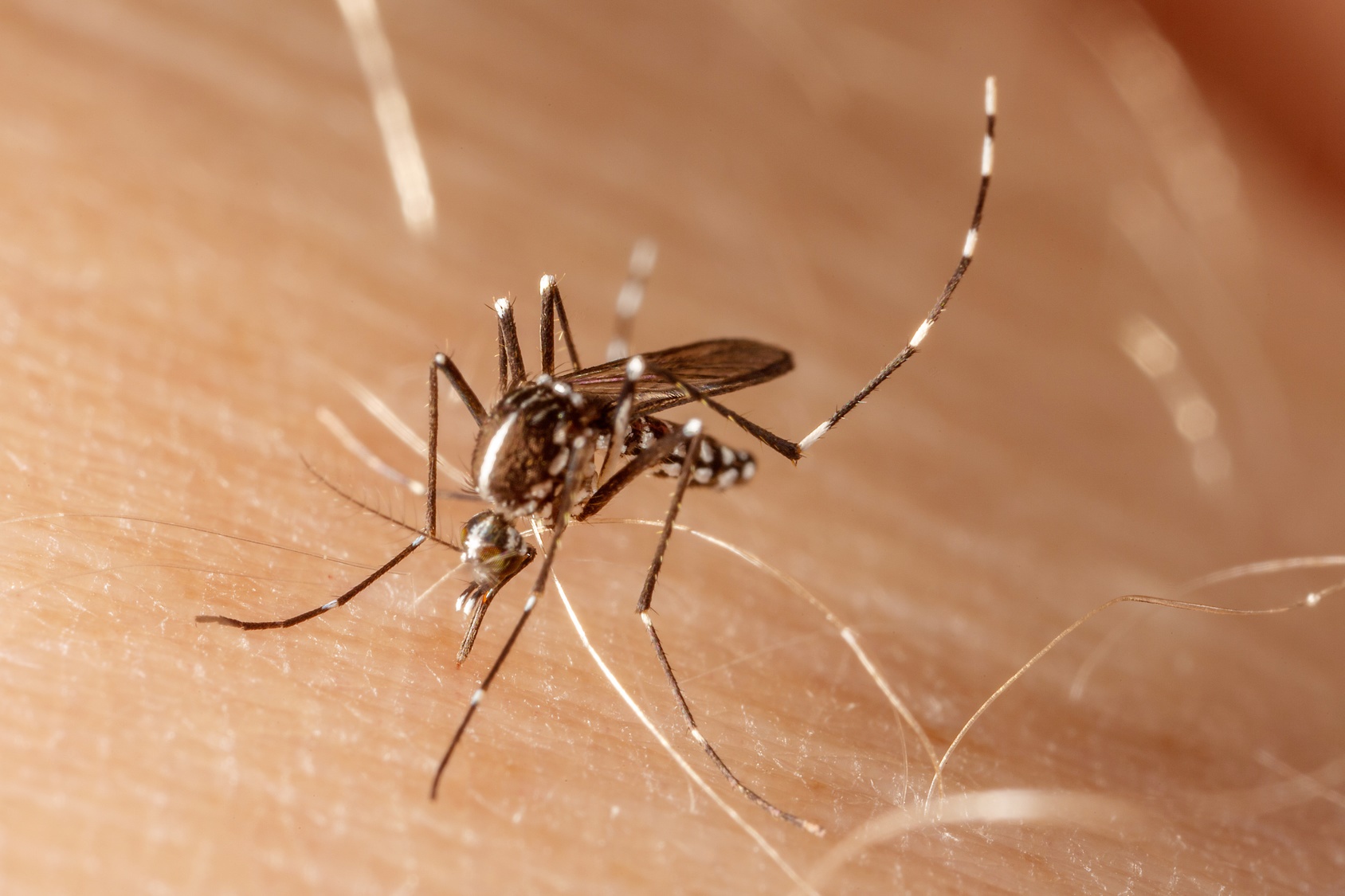 Les moustiques Aedes Aegypti&nbsp;sont particulièrement attirés par les acides carboxyliques, caractéristiques de l'odeur corporelle d'une personne.&nbsp;©&nbsp;tacio philip, Fotolia