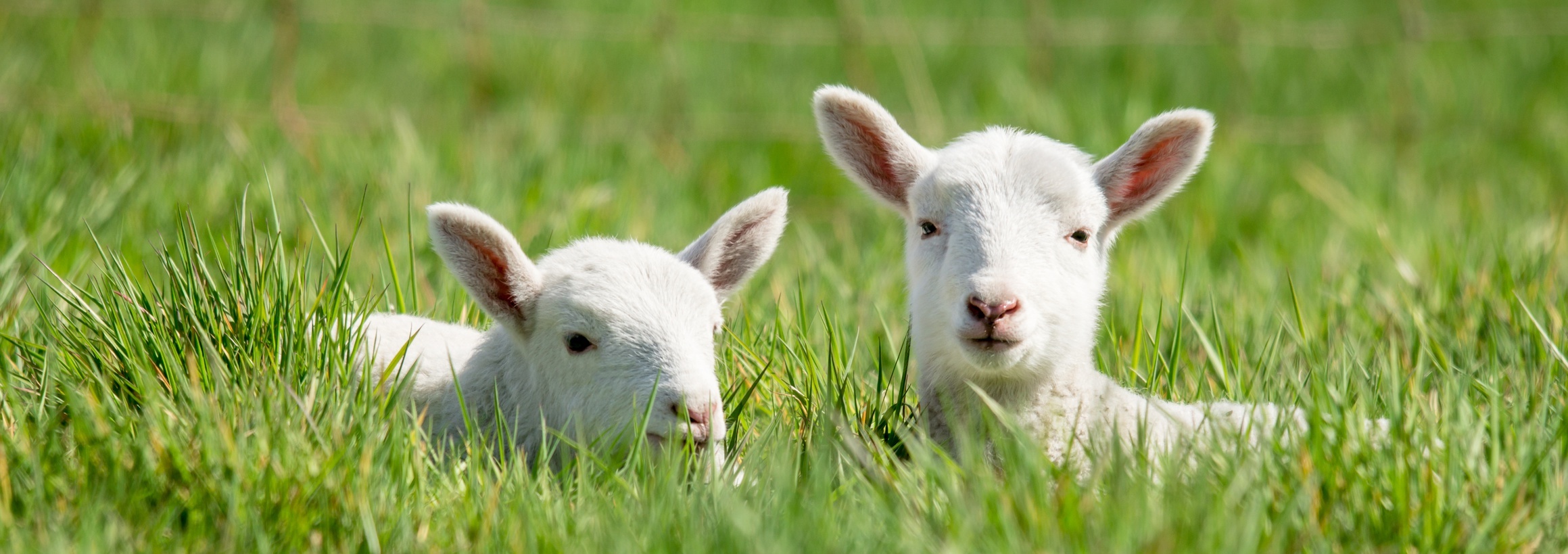 Les agneaux qui ont grandi dans l’utérus artificiel semblent tout à fait normaux. © Countrypixel, Fotolia