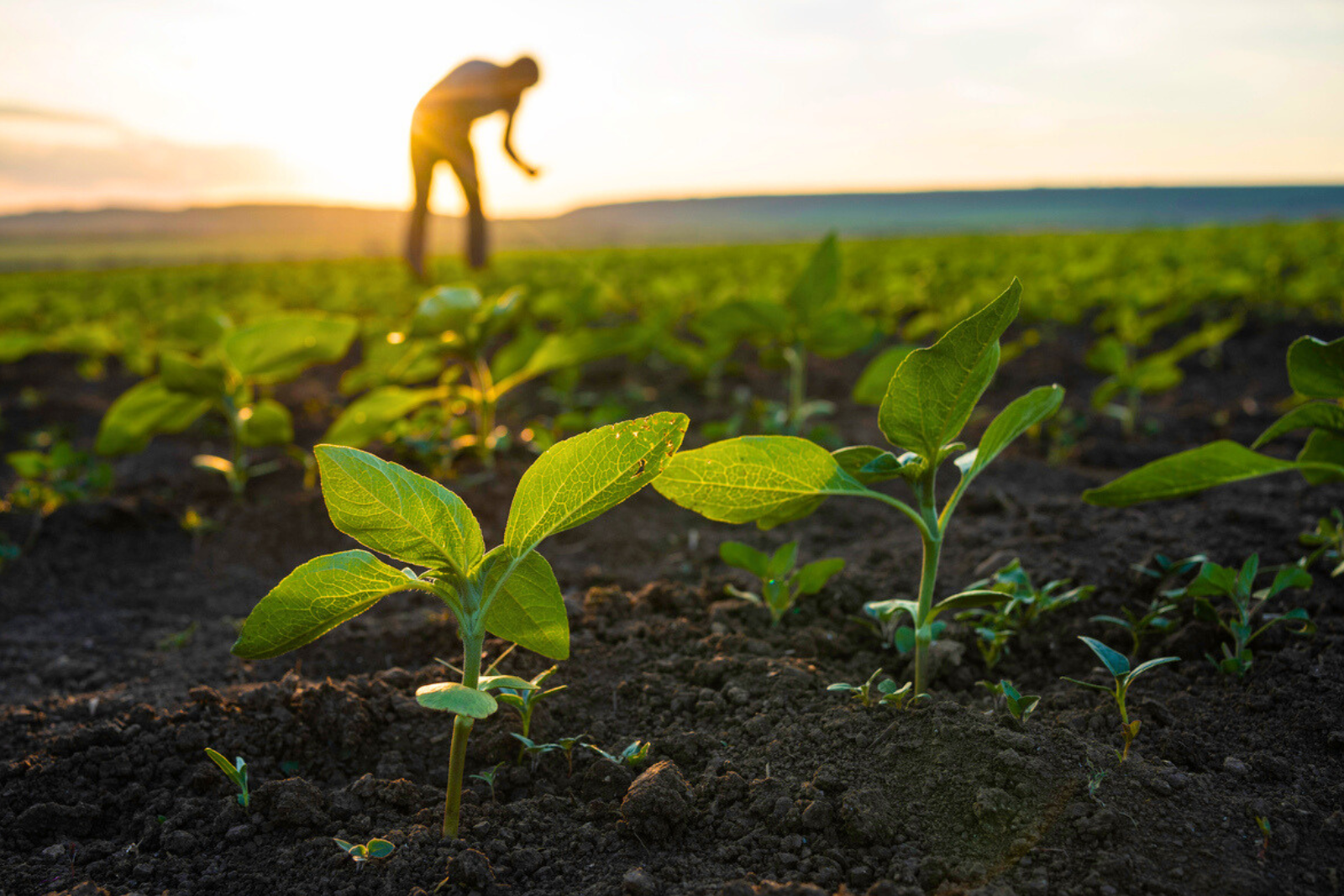 Cette découverte scientifique pourrait monidalement révolutionner l’agriculture. © Daniel Balakov, iStock