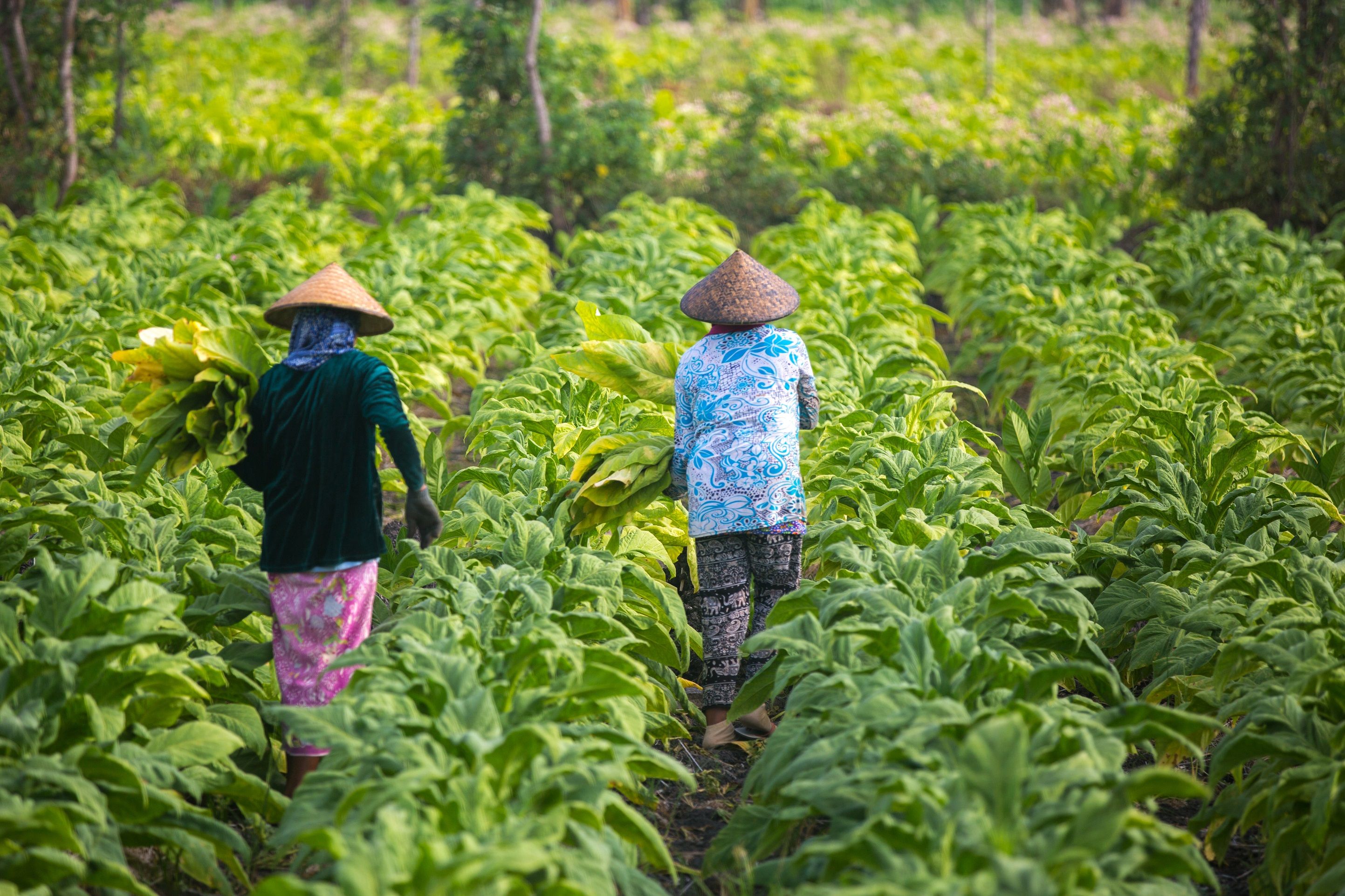 Une équipe internationale de chercheurs a développé une « carte des points chauds de l'inégalité » afin de pointer les menaces qui pèsent sur les femmes qui travaillent dans le secteur agro-alimentaire. © Wirestock, Getty Images