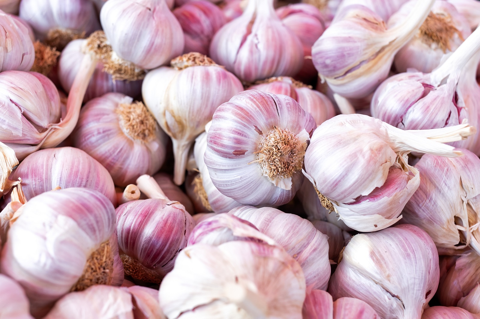 Belle récolte de tête d'ail violet. © Moving Moment, Adobe Stock