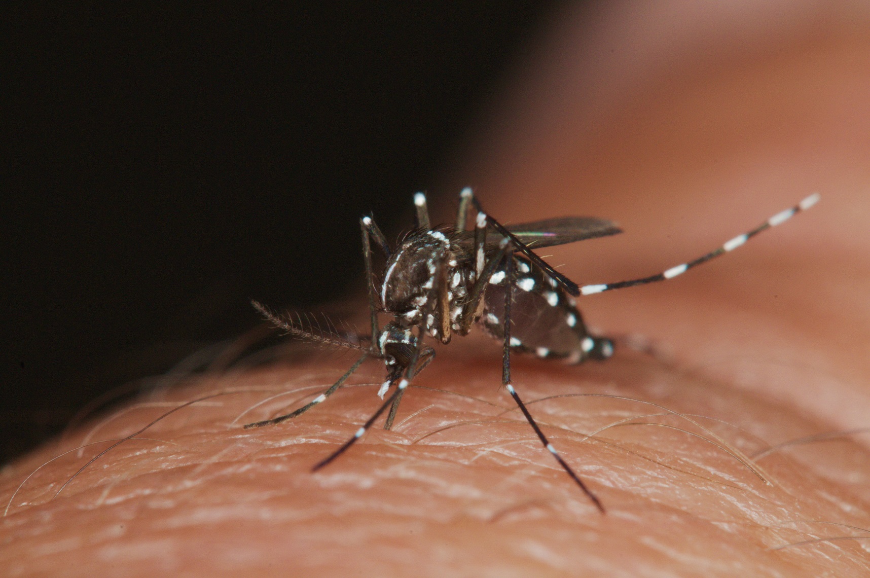 Aedes albopictus, ou moustique-tigre, transmet le virus Zika. © James L. Occi, AFPMB, Flickr, CC by-nc-nd 2.0