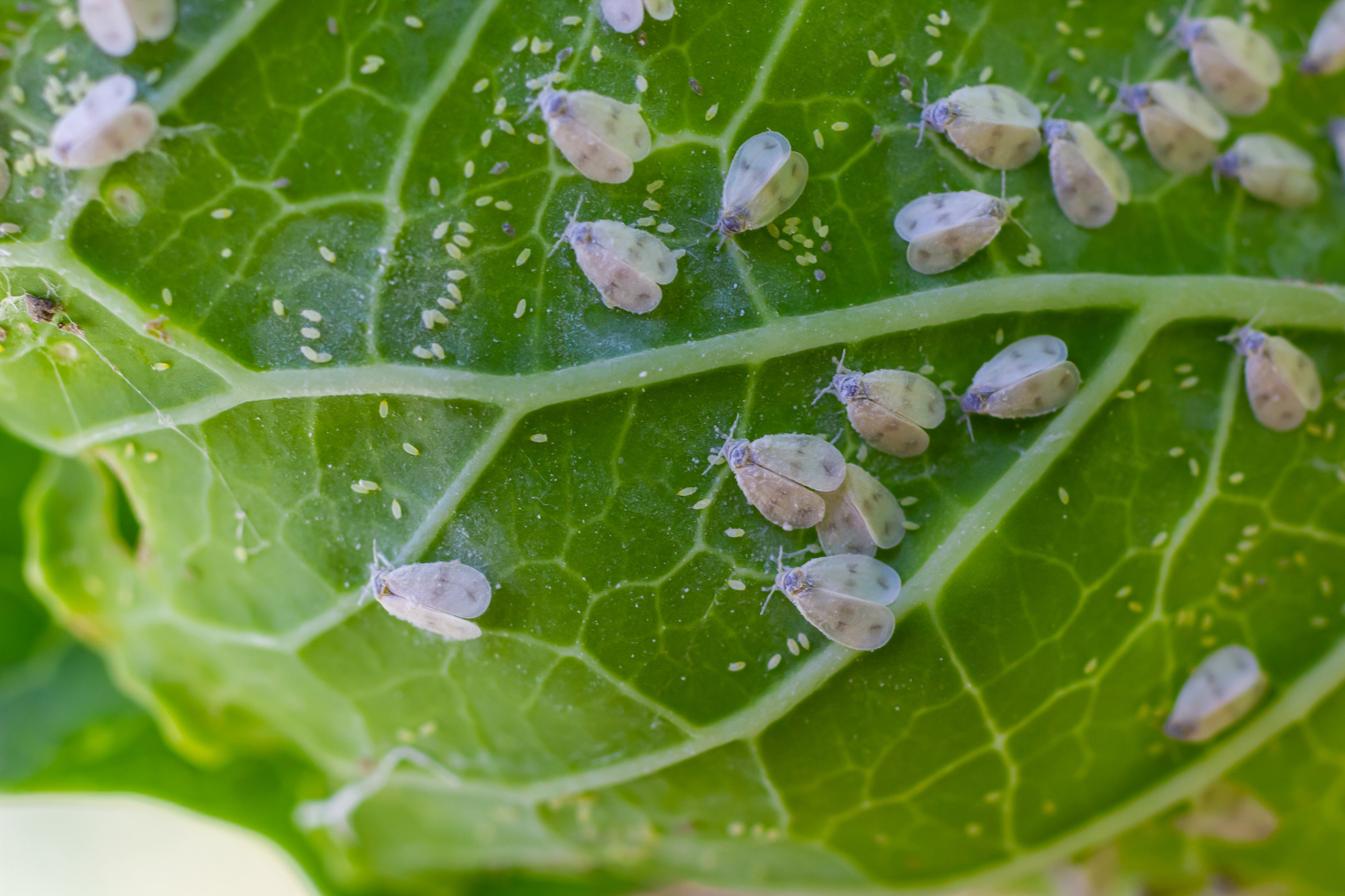 Les mouches blanches et leurs larves sont bien connues des jardiniers. © Oleh Marchak, Adobe Stock