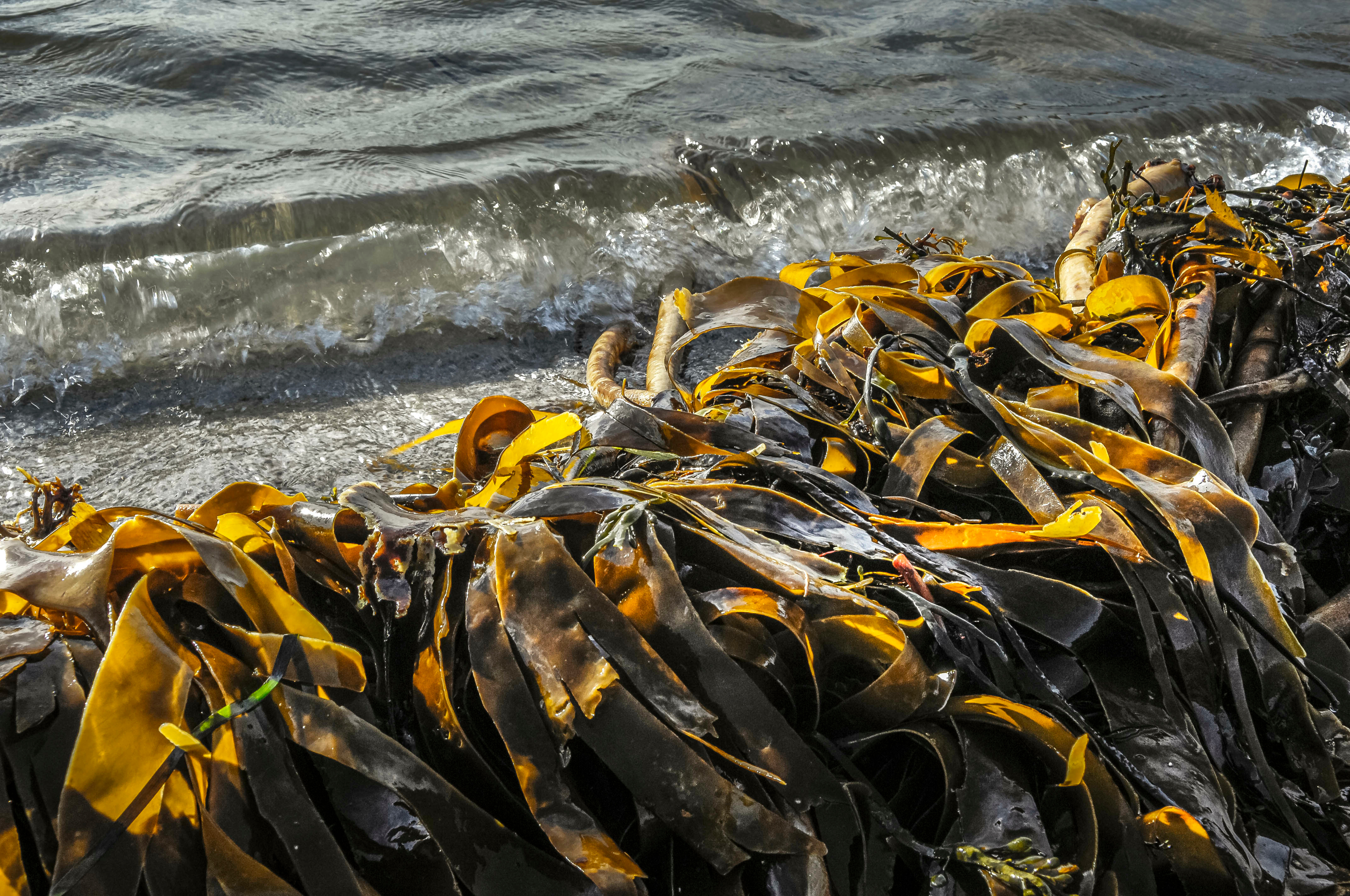 Les macroalgues jouent un rôle crucial dans les écosystèmes marins. © VILLAREAL L., Adobe Stock