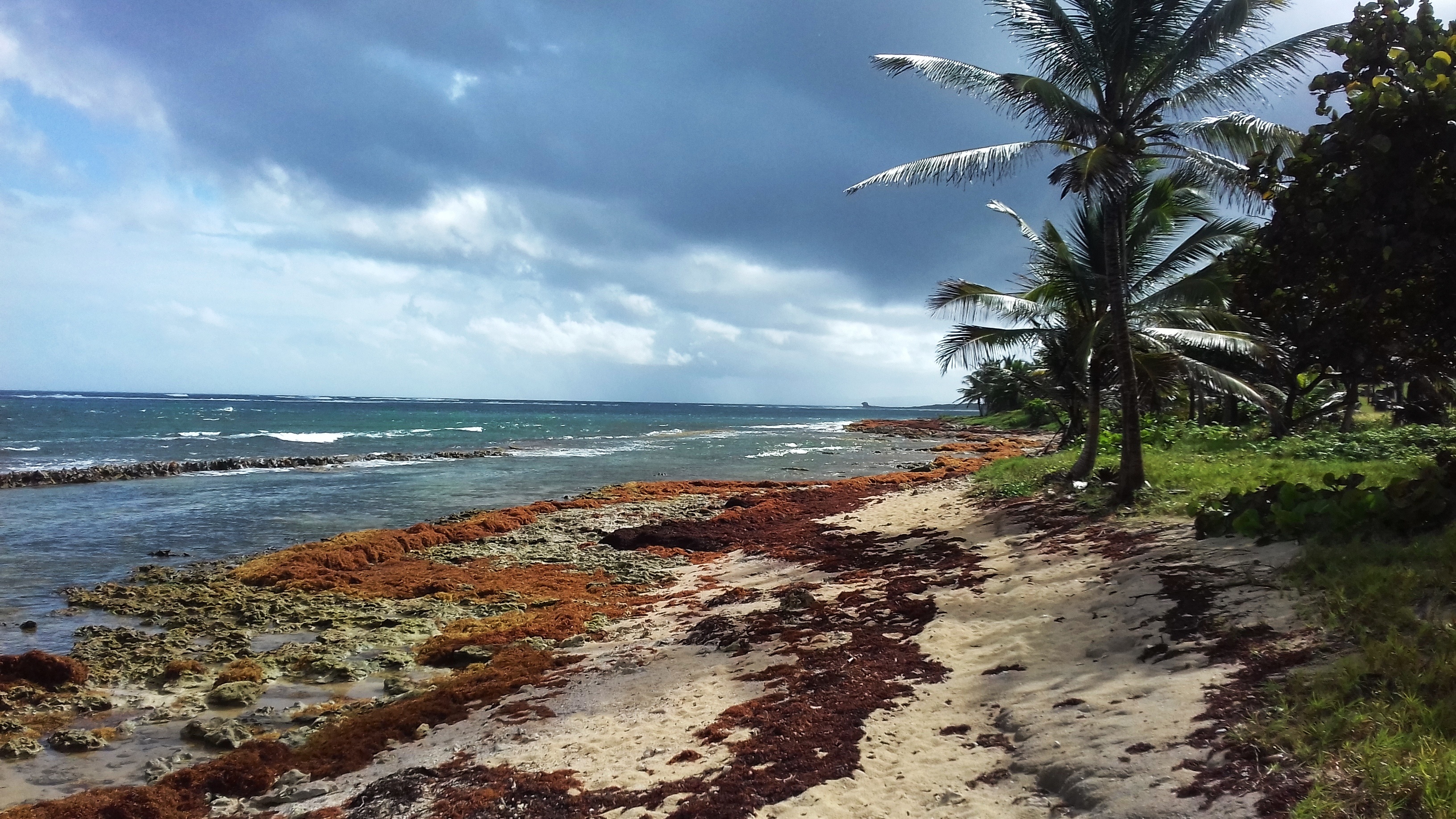 Les plages des Antilles sont envahies d'algues brunes. © CHRISTINE, Adobe Stock
