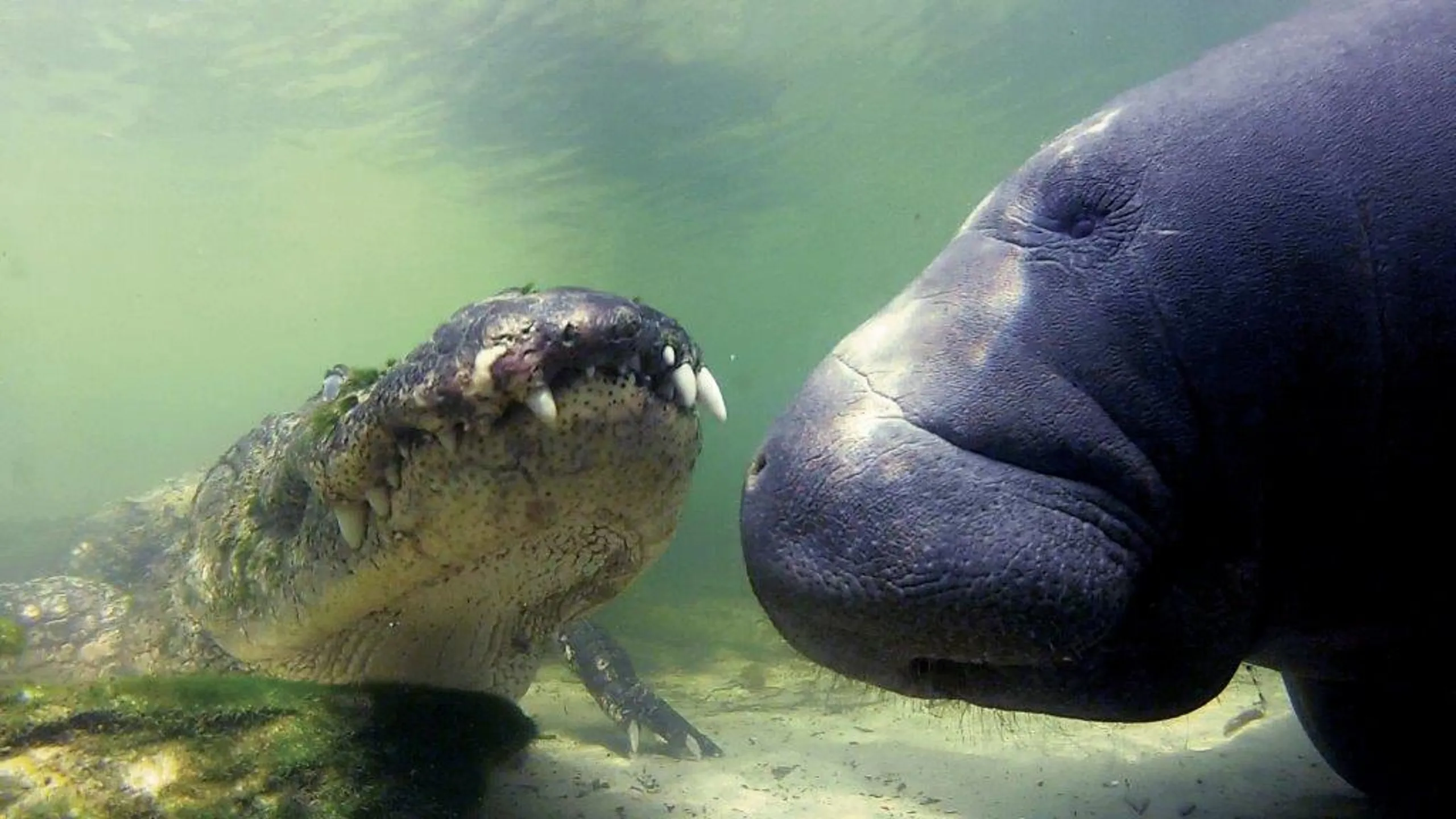 Les lamantins peuvent atteindre une vitesse de 8 km/h, et jusqu’à 25 km/h sur de courtes distances, ce qui rend la tâche difficile aux alligators qui voudraient les importuner. © Patrick M. Rose, Save The Manatee Club
