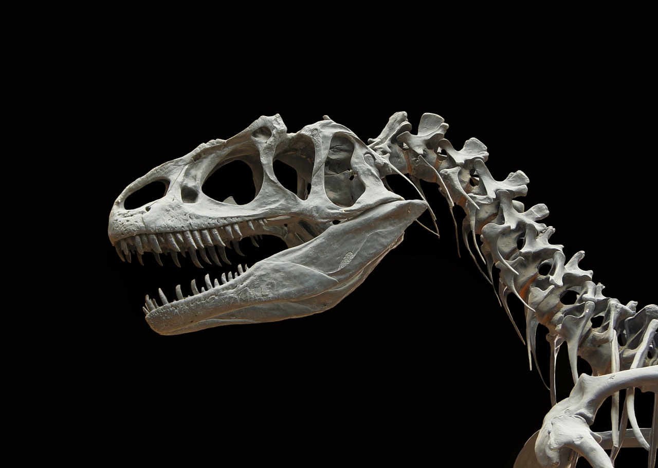 Les derniers dinosaures non aviaires ont disparu il y a 65 millions d’années, à la fin du Crétacé. Seuls quelques représentants des dinosaures ont malgré tout survécu jusqu’à aujourd’hui : les oiseaux. © WikiImages, pixabay.com, DP