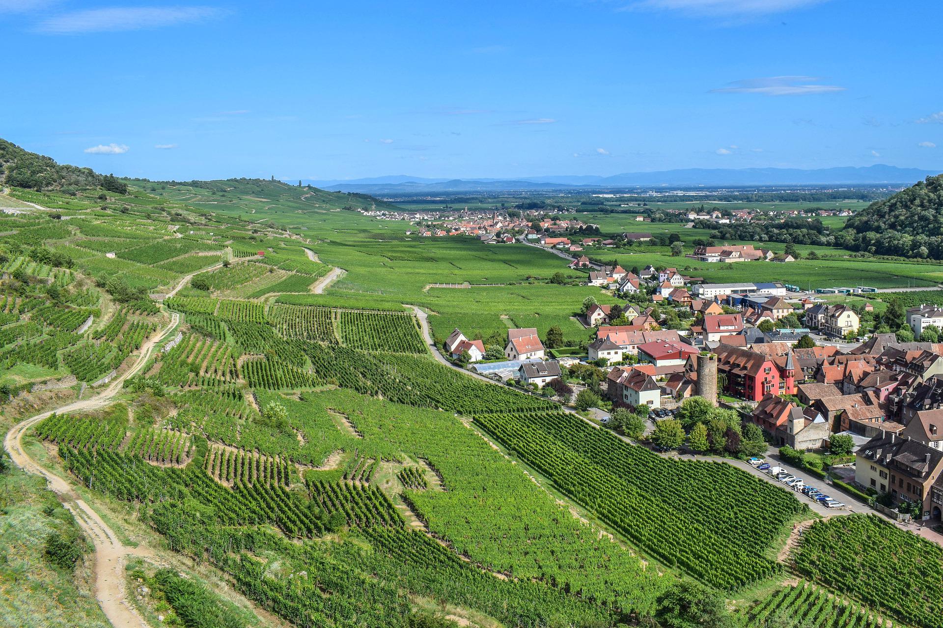Les vignobles alsaciens s'étalant le long des collines sous-vosgiennes. © Ben_Kerckx, Pixabay