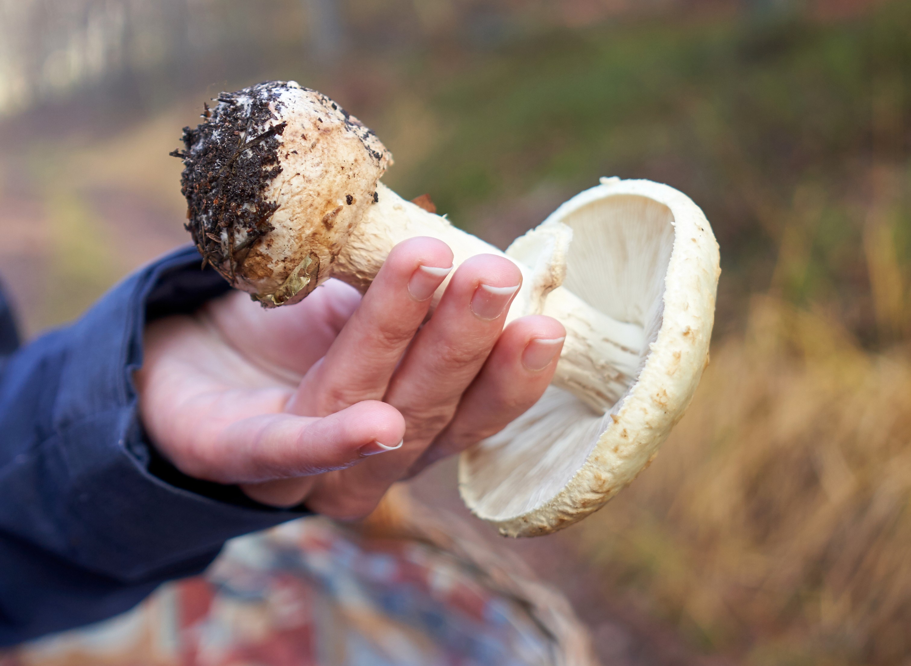 Attention à ne pas confondre l'amanite phalloïde, très toxique, avec d'autres champignons comestibles lors d'une cueillette. © Saimanfoto, Adobe Stock