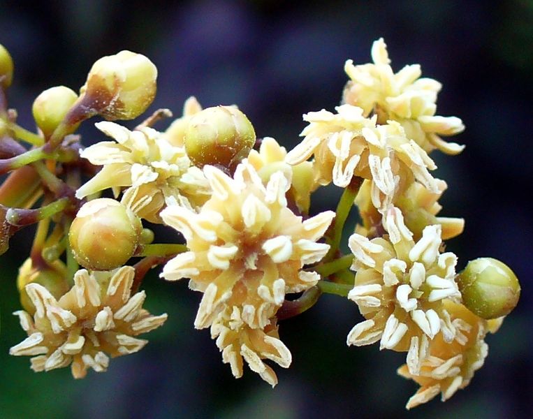 Amborella trichopoda&nbsp;est la seule représentante de son genre. Limitée à la Nouvelle-Calédonie, elle constitue le taxon le plus primitif des angiospermes, ou plantes à fleurs. Mais porte aussi des gènes des plantes sans fleurs...&nbsp;© Scott Zona, Wikipédia, cc by 2.0