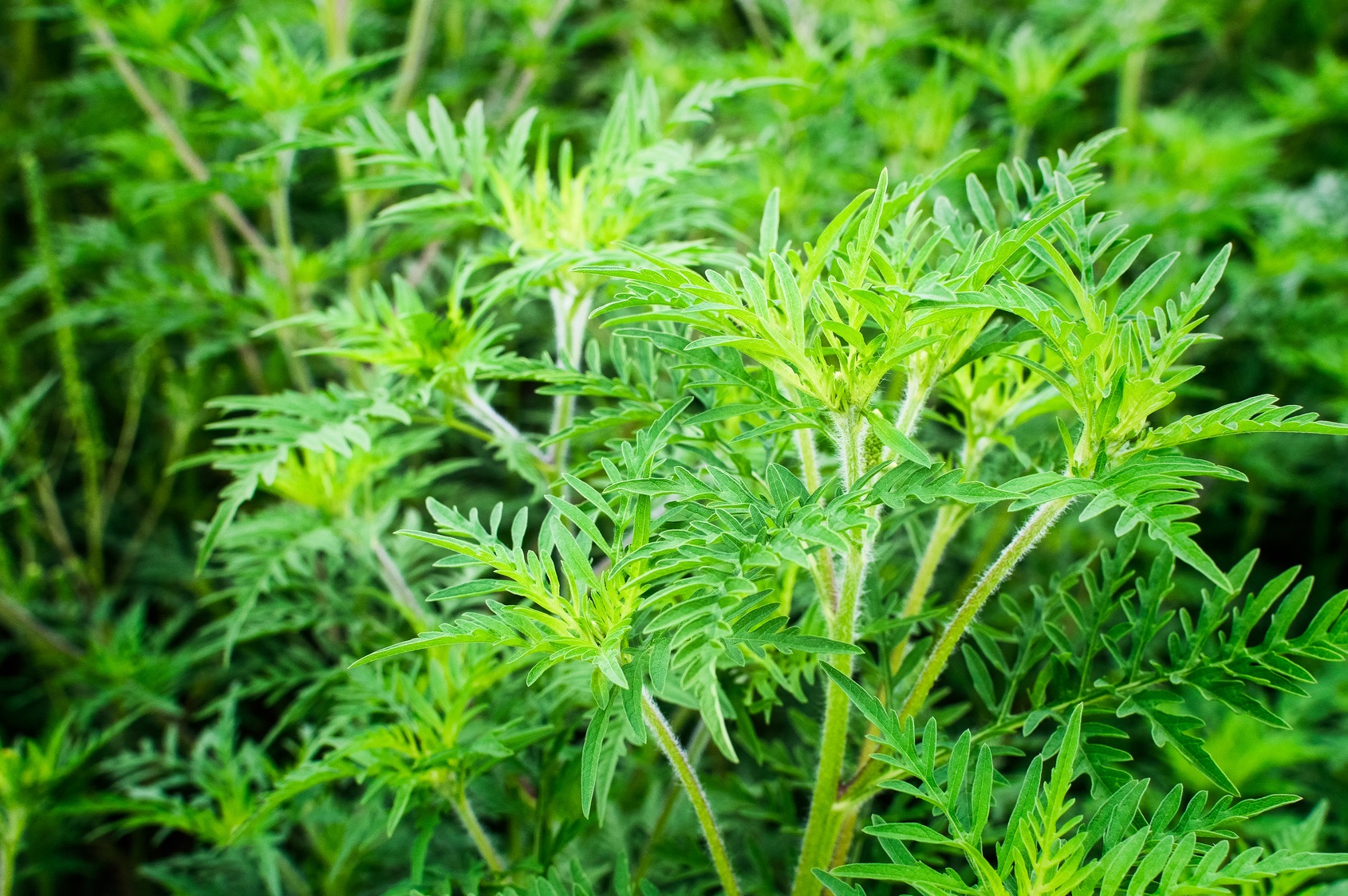 Allergie Au Pollen 10 Conseils Pr cieux Pour S en Prot ger