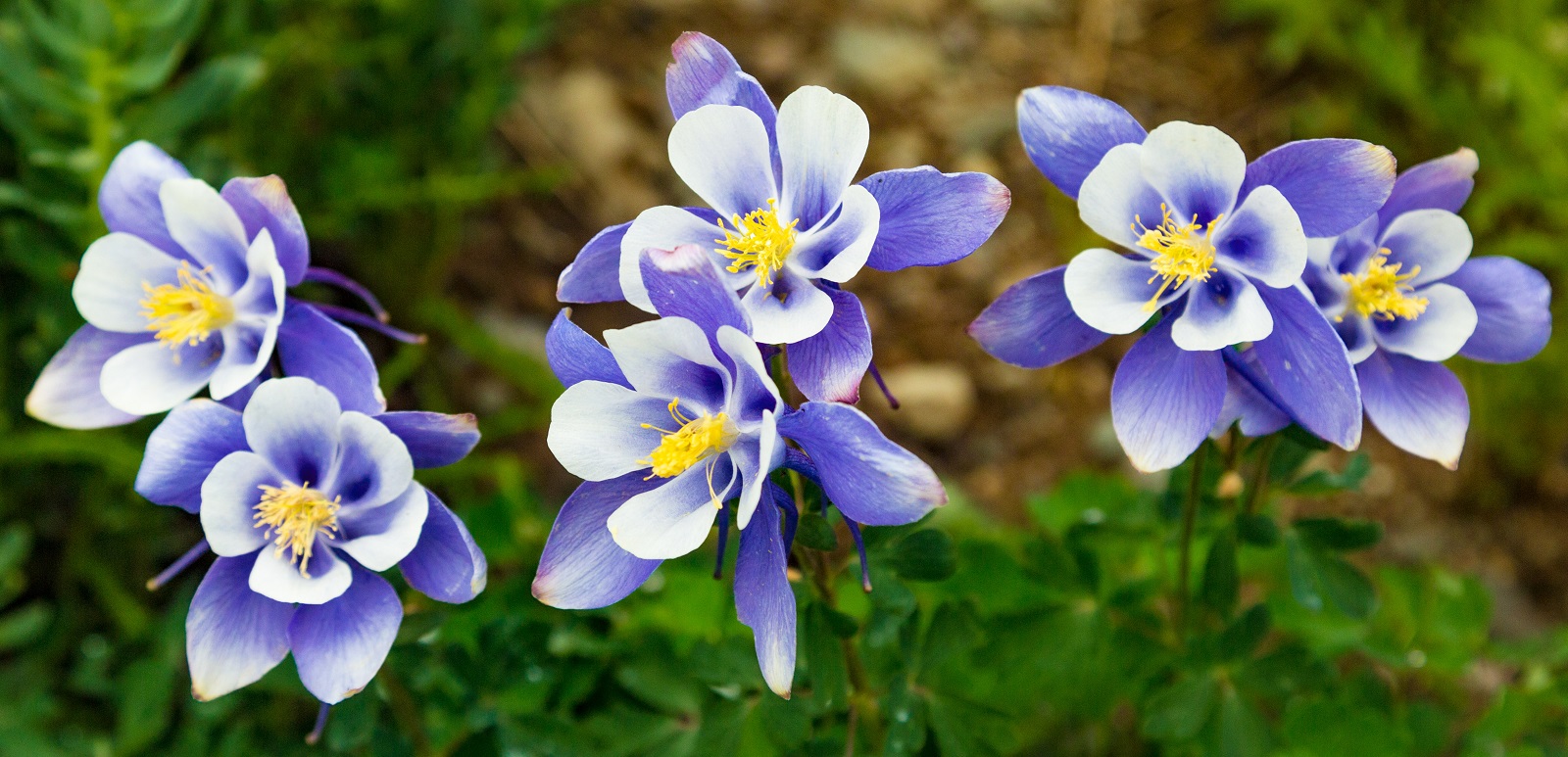 Magnifique fleurs d'ancolies très graphiques. ©Danny, AdobeStock