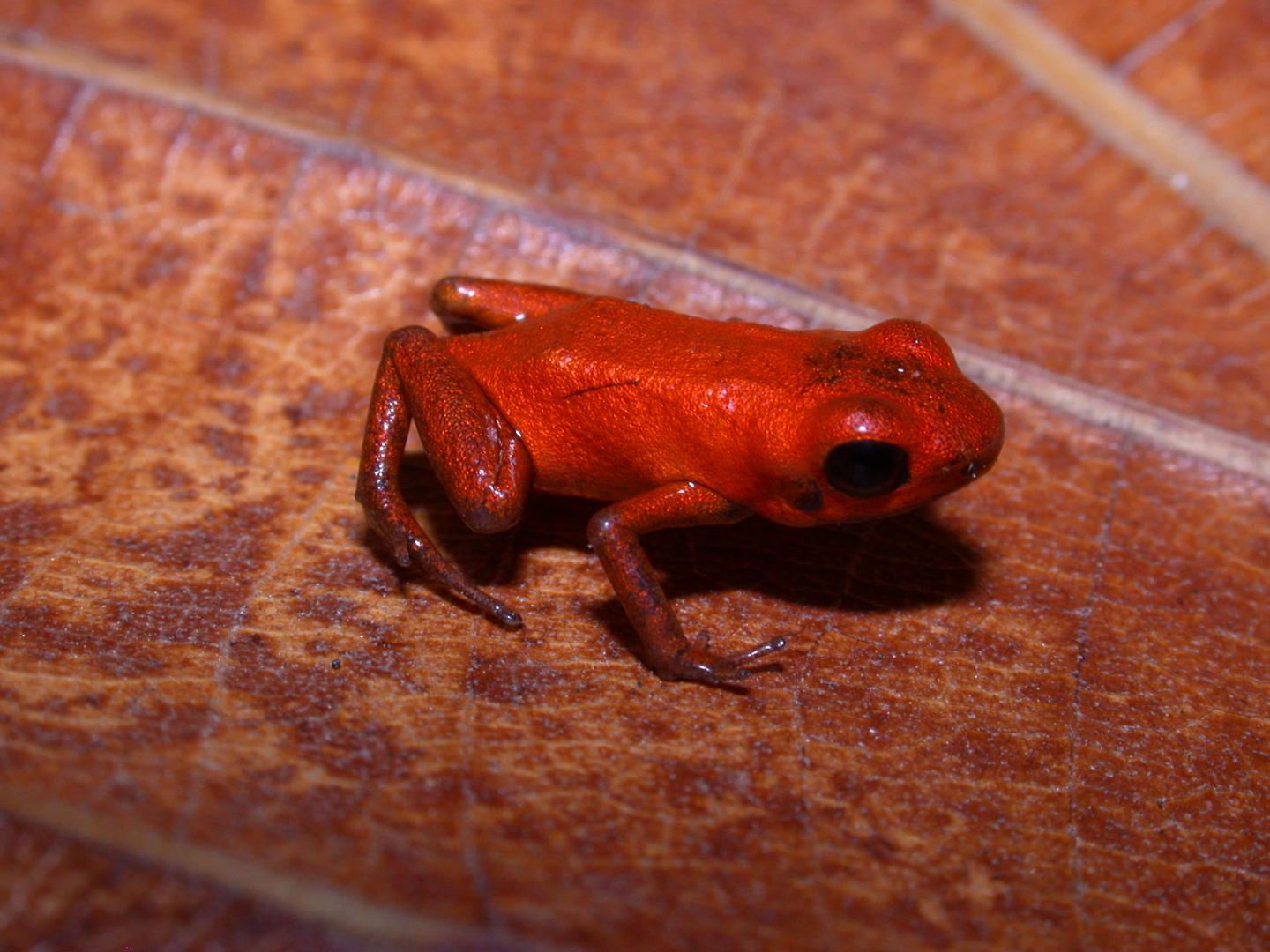 La grenouille Andinobates geminisae a pour particularité d’avoir une peau uniformément orange. © Cesar Jaramillo, STRI