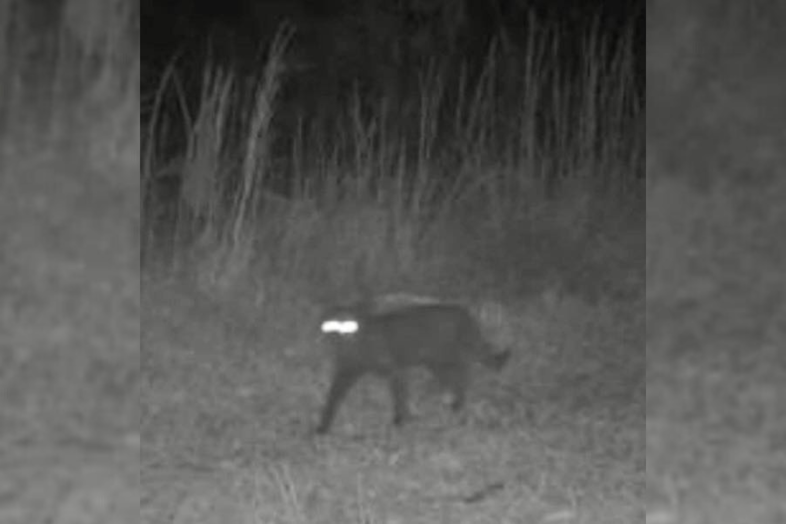 Les caméras de surveillance captent un animal énigmatique. © South Florida Wildlands Association, iStock