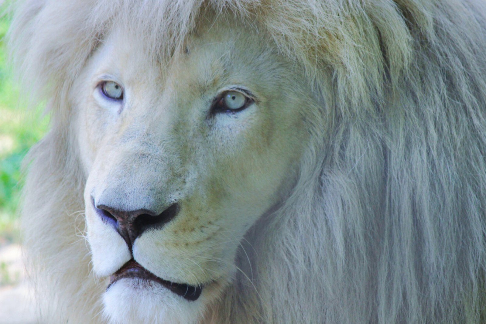 Animaux albinos : la mutation mystérieuse qui bouleverse leur destin. © srdjan111, iStock
