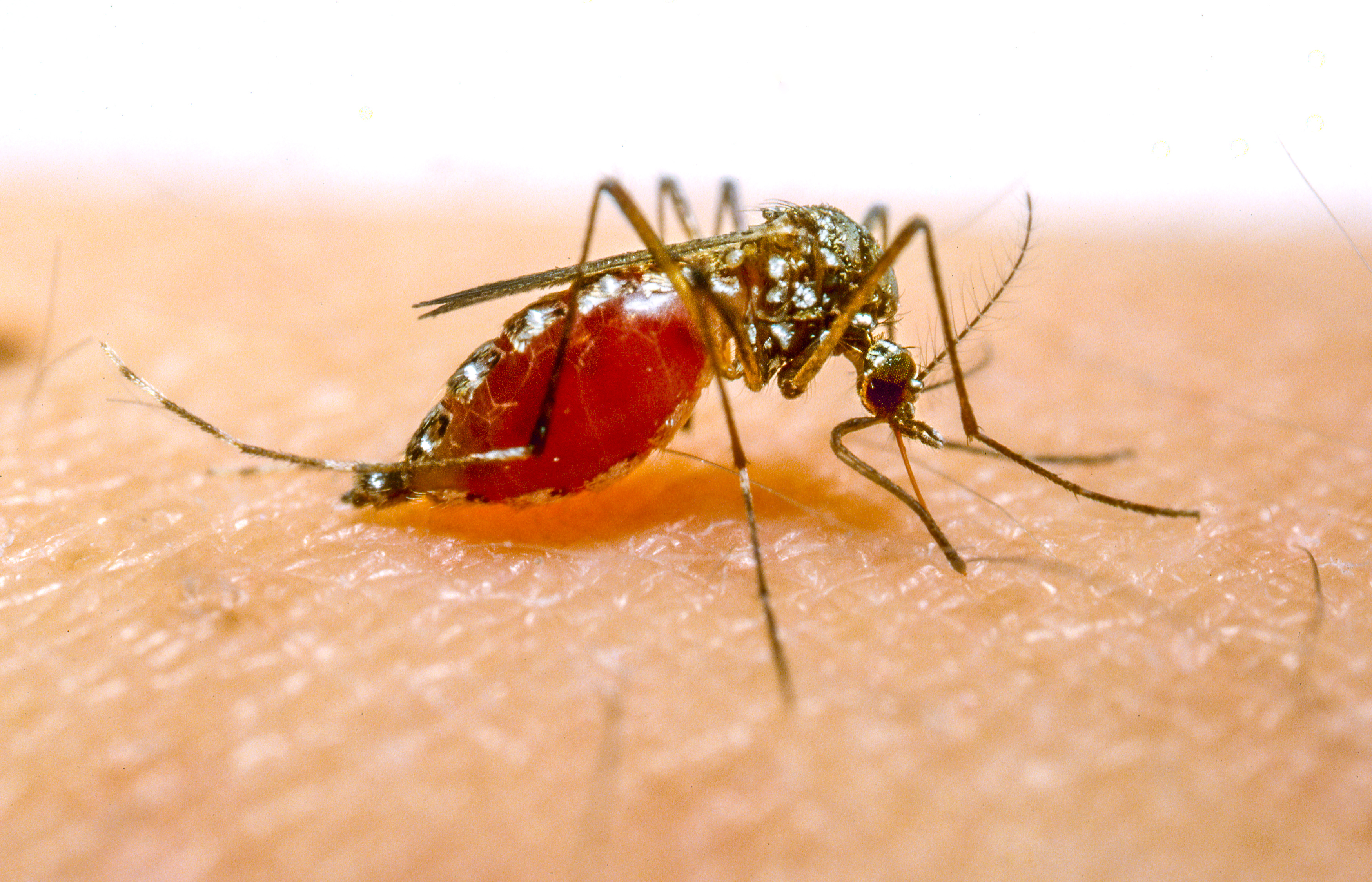 Un moustique anophèle femelle lors d'un repas sanguin. © dblumenberg, Adobe Stock