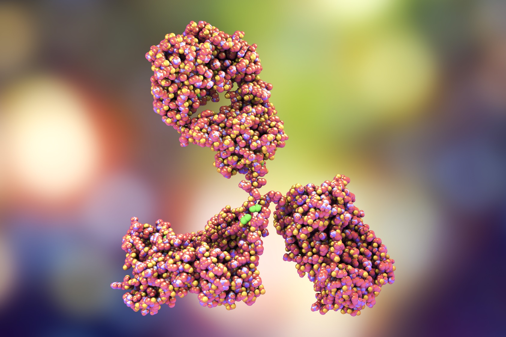 Les anticorps participent à l’immunité acquise par l’organisme. © Kateryna_Kon, Fotolia